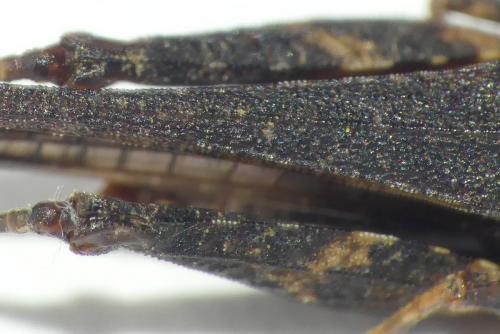 Réf. 280 254 : Tetrix subulata